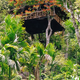 Illustration for article titled Bellavista's Biodigesting Treehouses Are Endor on Earth